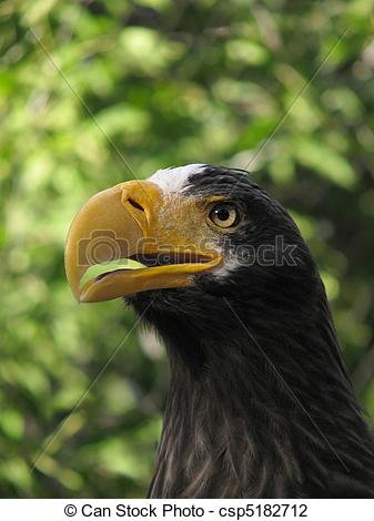 Steller's Sea Eagle clipart #12, Download drawings