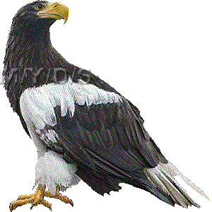 Steller's Sea Eagle clipart #7, Download drawings