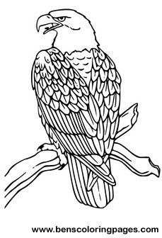 Steller's Sea Eagle coloring #17, Download drawings