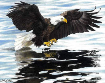 Steller's Sea Eagle svg #10, Download drawings