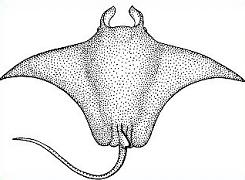 Stingray clipart #13, Download drawings