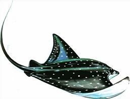 Stingray clipart #12, Download drawings