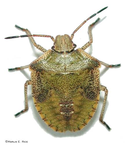 Stink Bug clipart #2, Download drawings