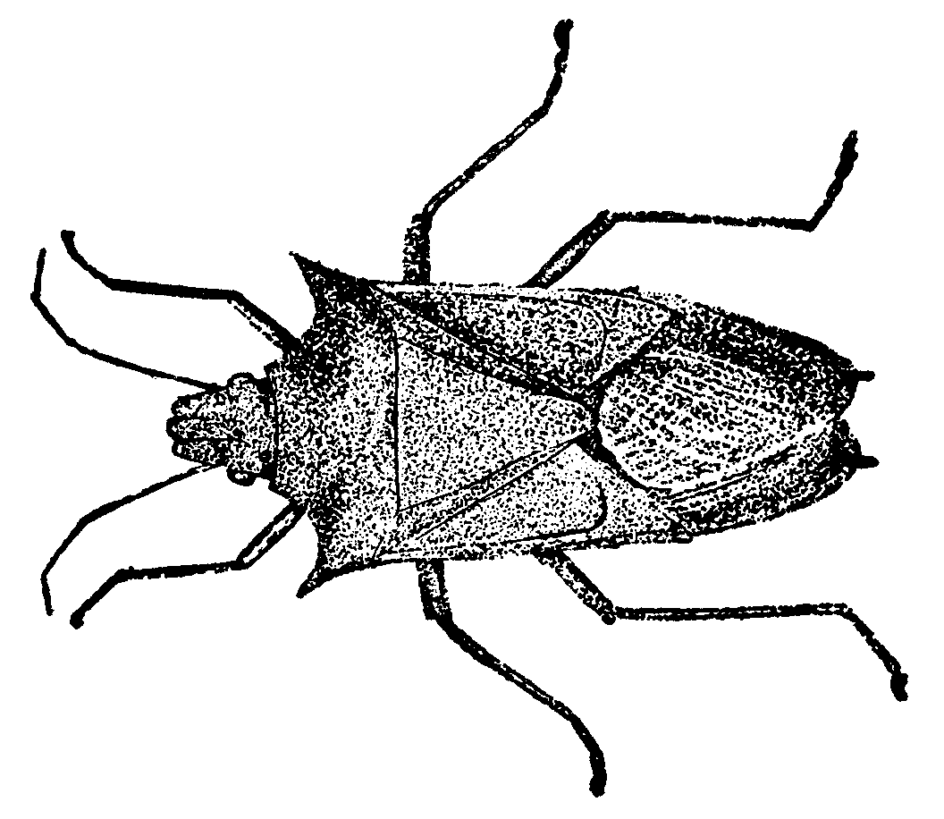 Stink Bug clipart #6, Download drawings