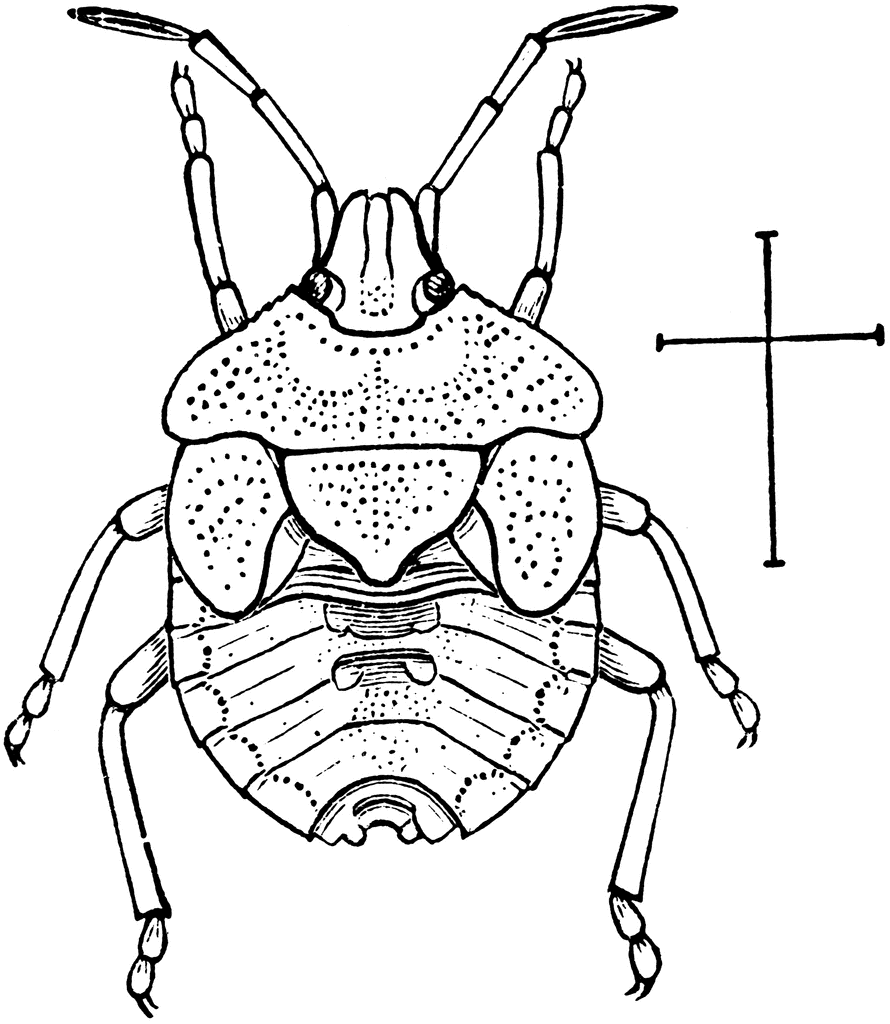 Stink Bug clipart #18, Download drawings