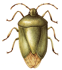 Stink Bug clipart #13, Download drawings