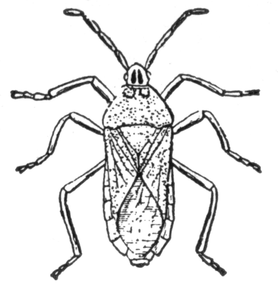 Stink Bug clipart #11, Download drawings