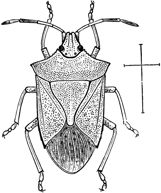 Stink Bug clipart #10, Download drawings