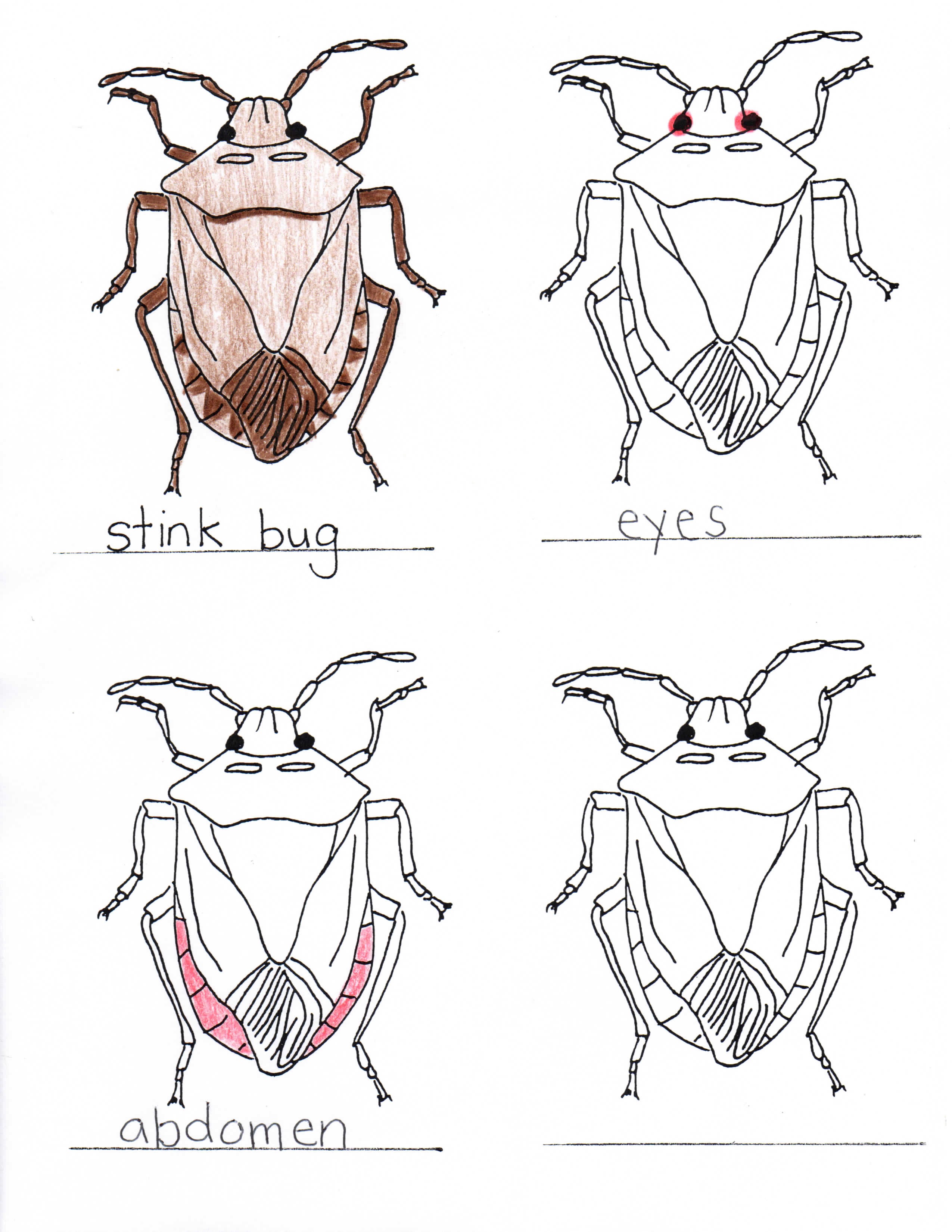 Stink Bug coloring #3, Download drawings