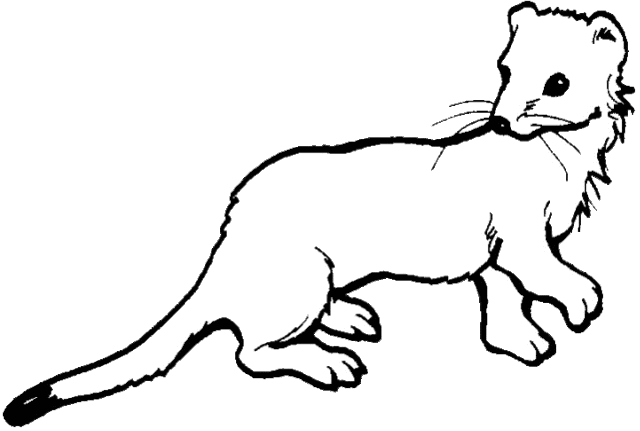 Stoat clipart #18, Download drawings