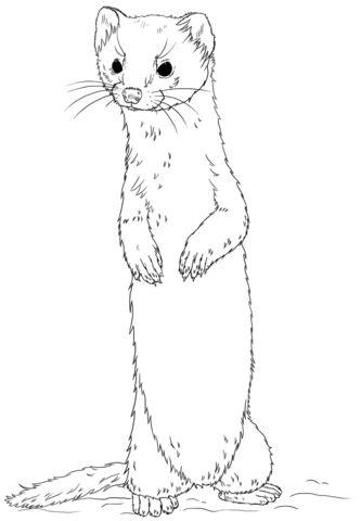 The Stoat coloring #11, Download drawings