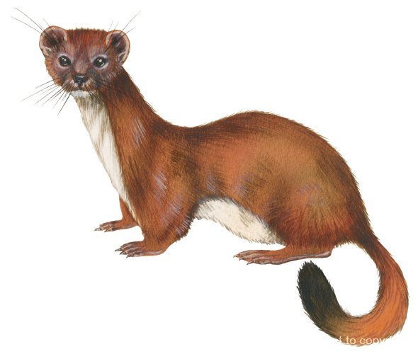 Stoat svg #5, Download drawings