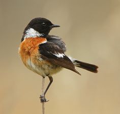 Stonechat coloring #12, Download drawings
