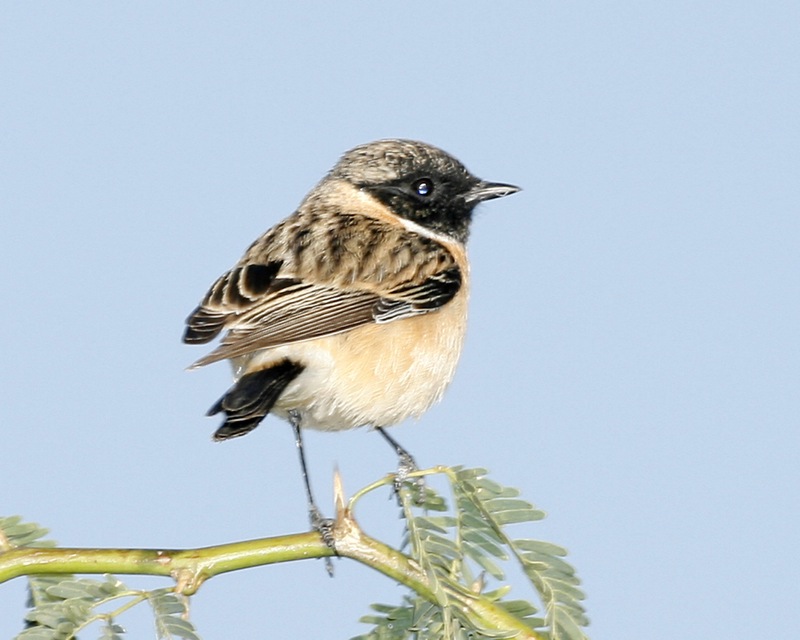 Stonechat svg #12, Download drawings