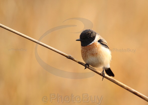 Stonechat svg #8, Download drawings