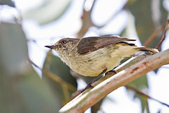 Striated Thornbill svg #7, Download drawings
