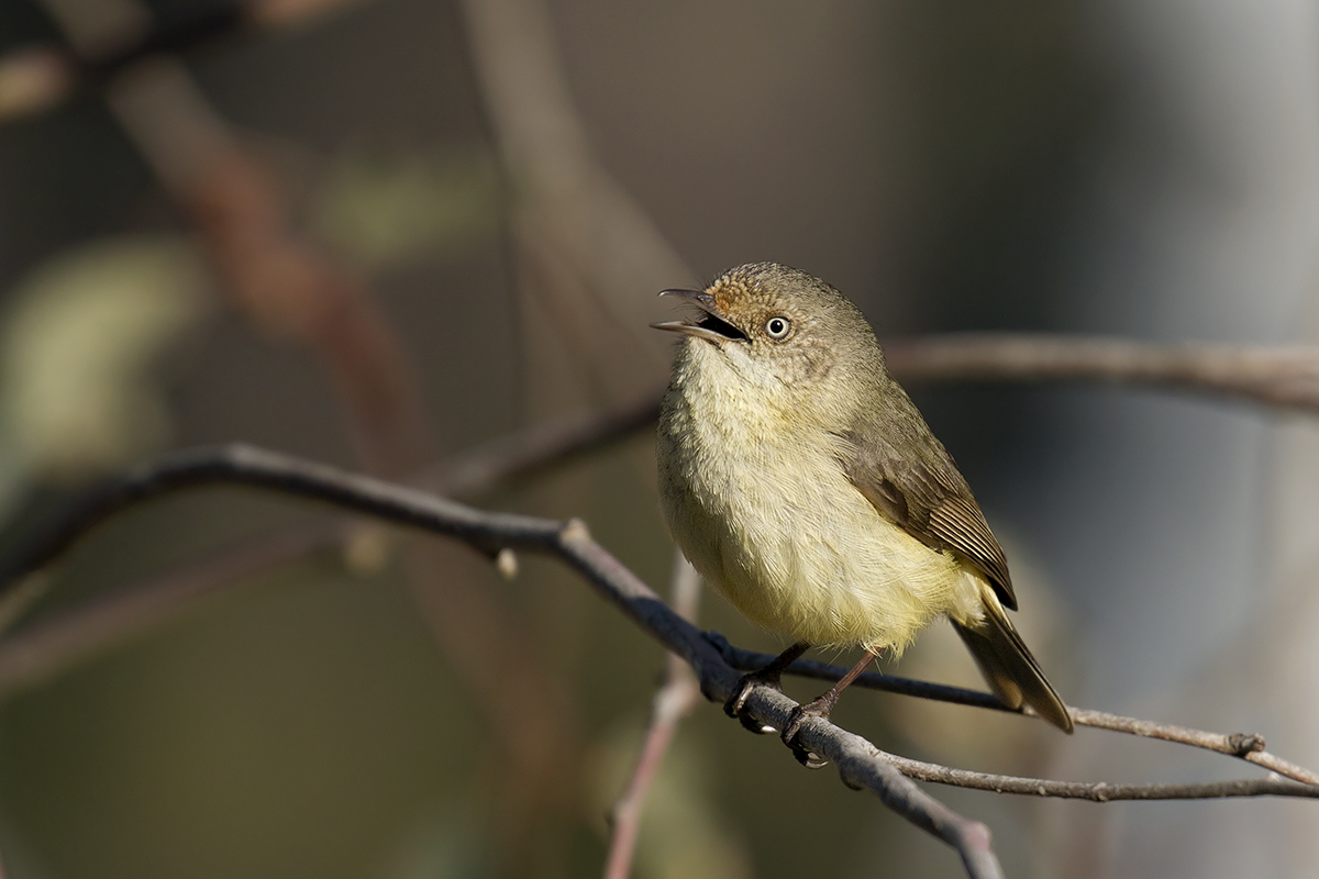 Striated Thornbill svg #9, Download drawings