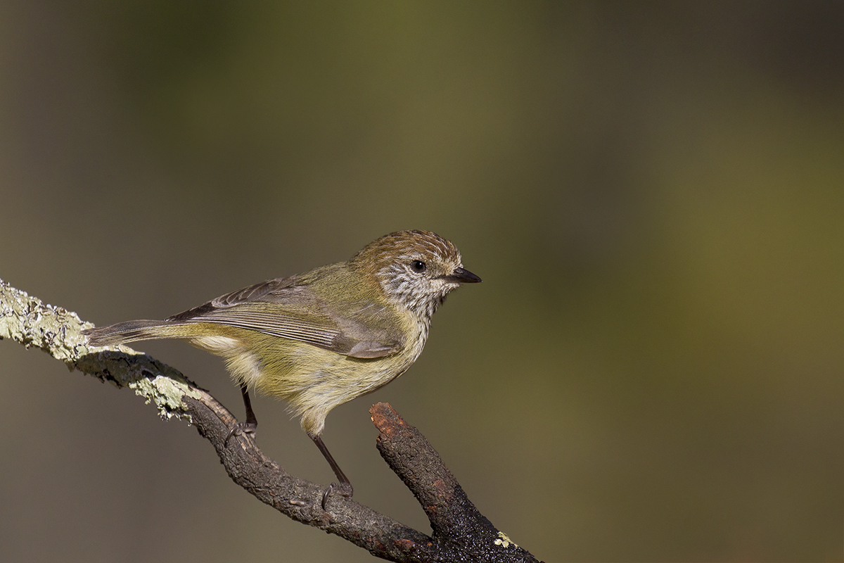 Striated Thornbill svg #8, Download drawings