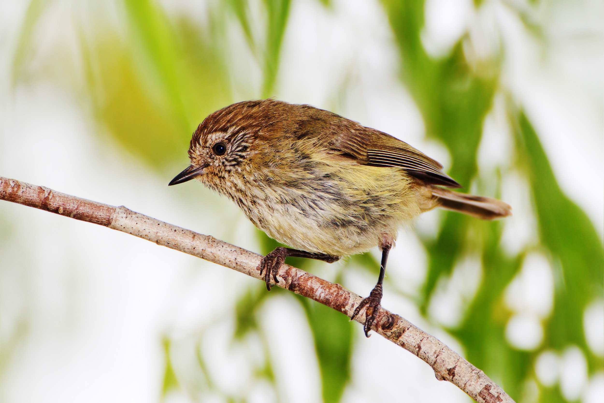Striated Thornbill svg #12, Download drawings