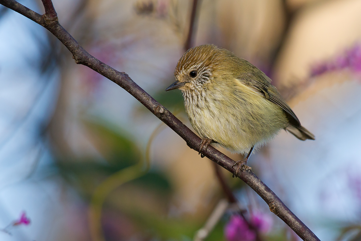 Striated Thornbill svg #18, Download drawings