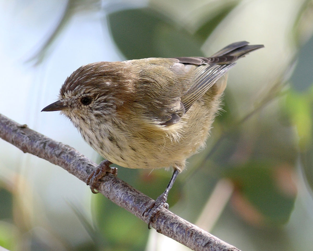 Striated Thornbill svg #14, Download drawings