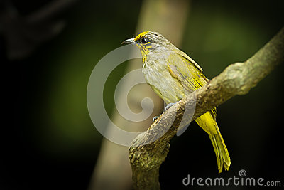 Stripe-throated Bulbul clipart #3, Download drawings