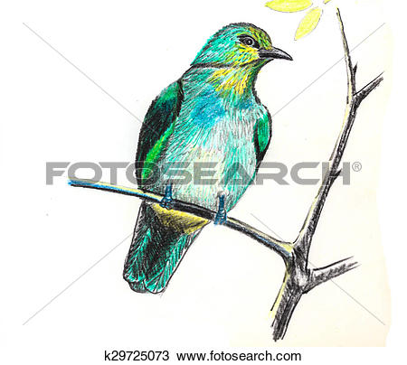 Stripe-throated Bulbul clipart #11, Download drawings