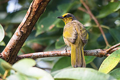 Stripe-throated Bulbul svg #8, Download drawings