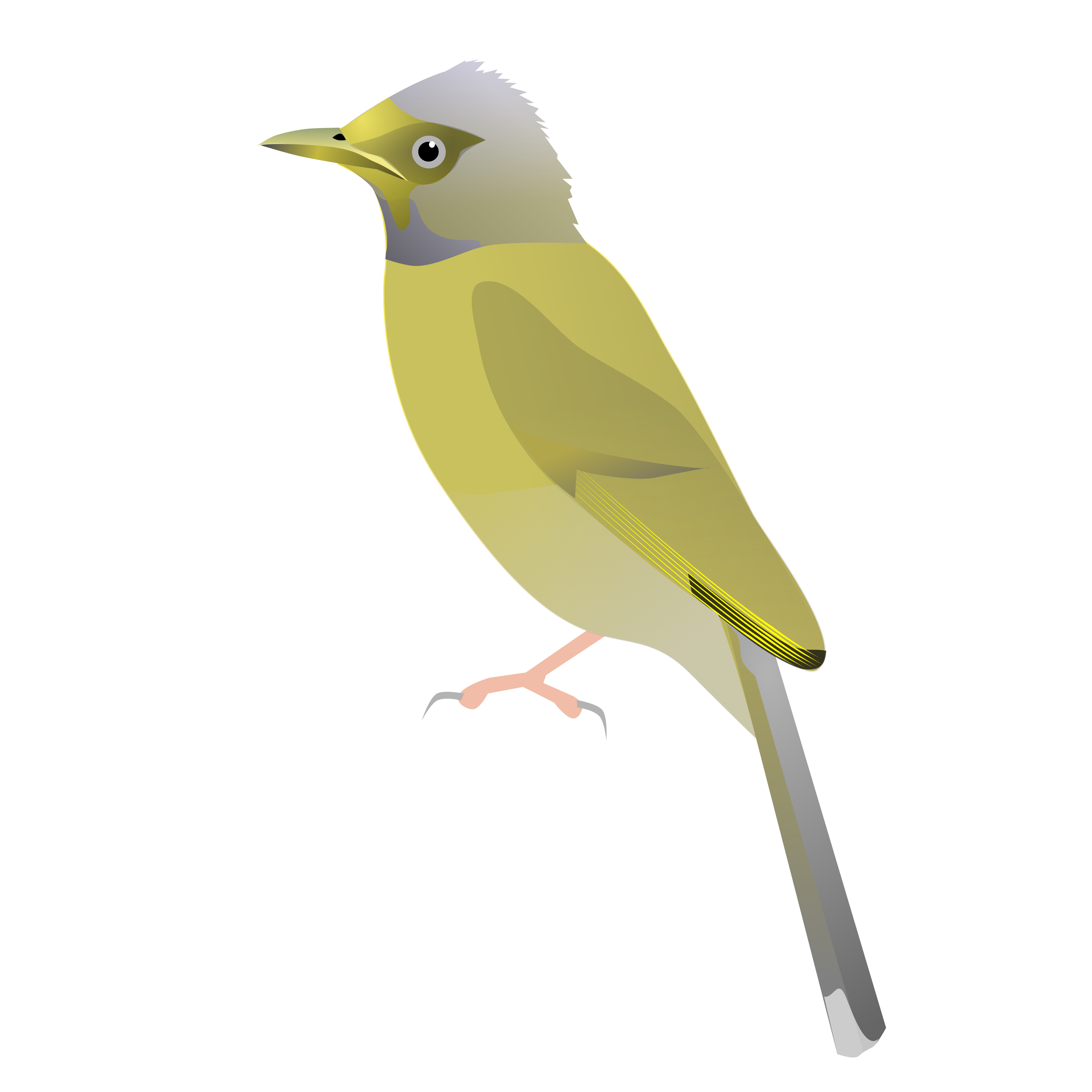 Stripe-throated Bulbul svg #7, Download drawings