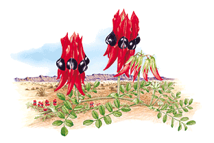 Sturt's Desert Pea coloring #4, Download drawings