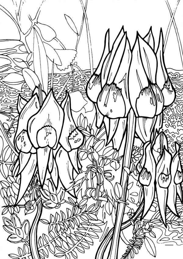 Sturt's Desert Pea coloring #7, Download drawings