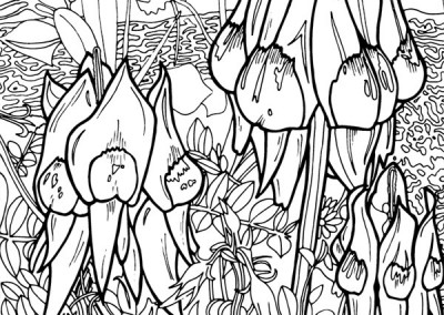 Sturt's Desert Pea coloring #10, Download drawings