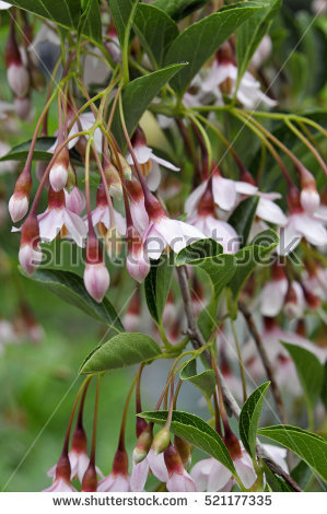 Styrax Blossom clipart #2, Download drawings