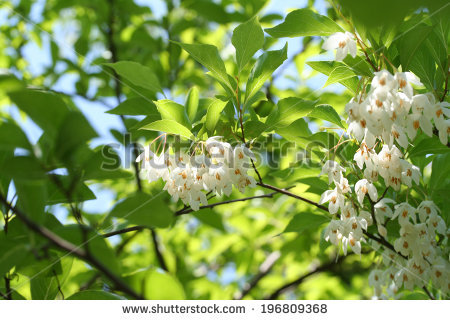 Styrax Blossom clipart #18, Download drawings