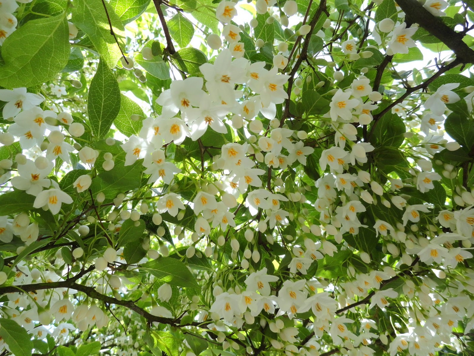 Styrax Blossom coloring #15, Download drawings