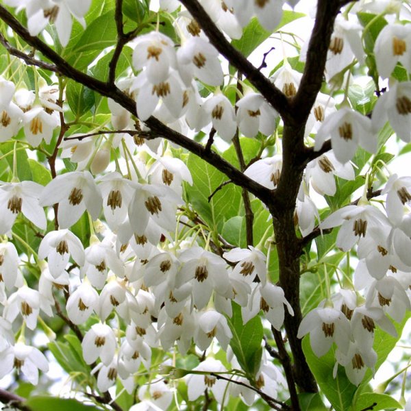 Styrax Blossom svg #11, Download drawings