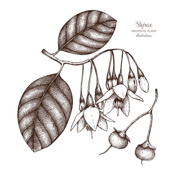 Styrax clipart #7, Download drawings