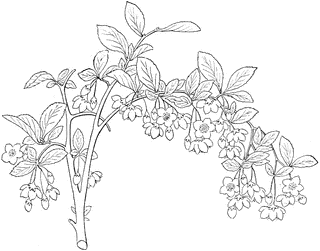 Styrax clipart #8, Download drawings