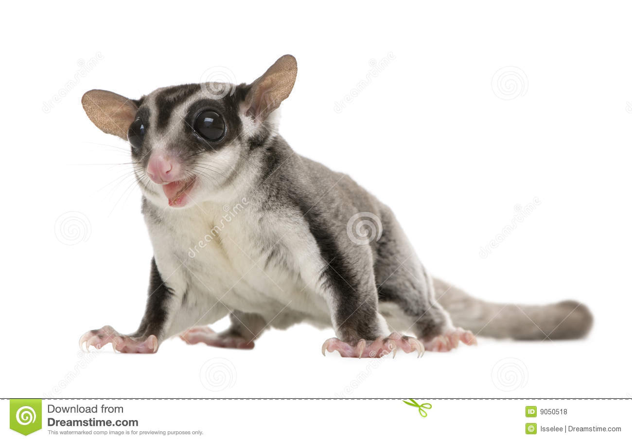 Sugar Glider clipart #13, Download drawings