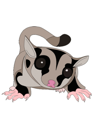 Sugar Glider clipart #2, Download drawings