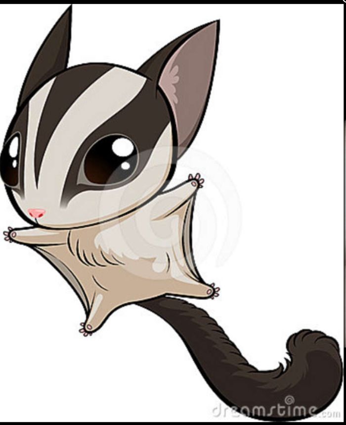 Sugar Glider clipart #12, Download drawings