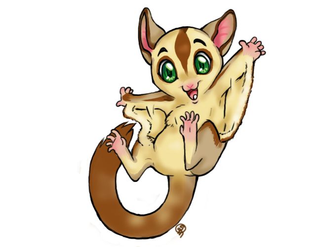 Sugar Glider clipart #4, Download drawings