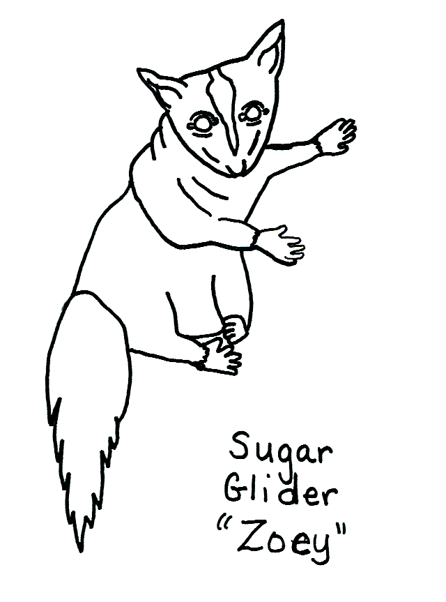Sugar Glider coloring #4, Download drawings