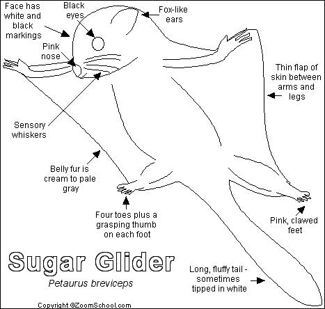 Sugar Glider coloring #11, Download drawings