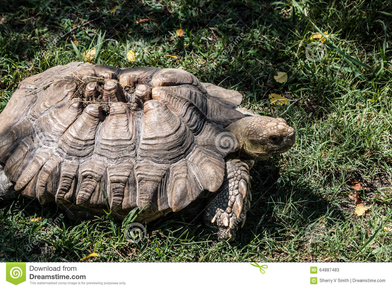 Sulcata Tortoise clipart #9, Download drawings