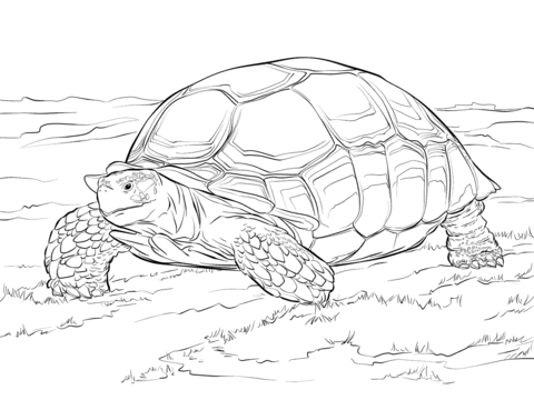 Tortoise coloring #10, Download drawings