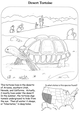 Tortoise coloring #12, Download drawings
