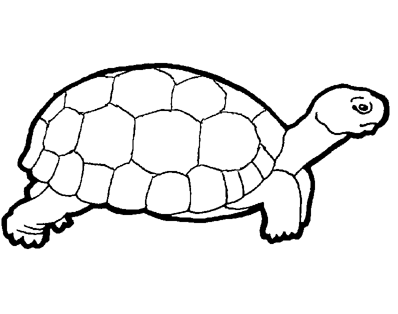 Sulcata Tortoise coloring #2, Download drawings