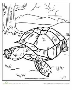 Sulcata Tortoise coloring #19, Download drawings