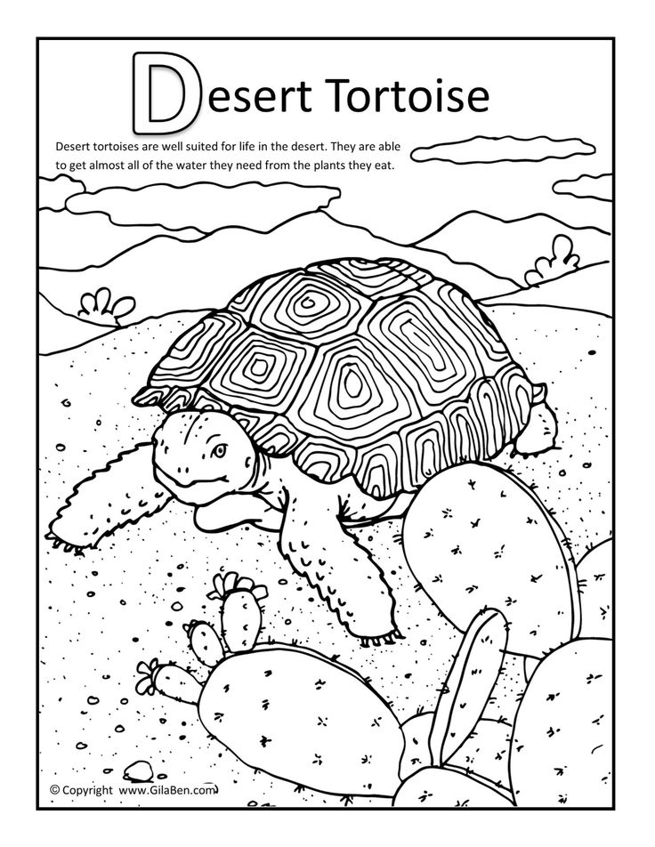 Sulcata Tortoise coloring #16, Download drawings